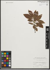 Foto von Salix silesiaca Willd.